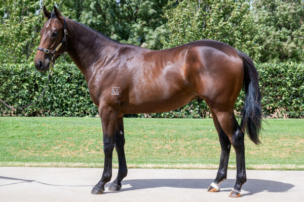 Lot 406: All Too Hard / Maltese