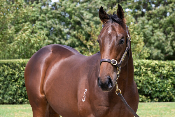 Lot 406: All Too Hard / Maltese