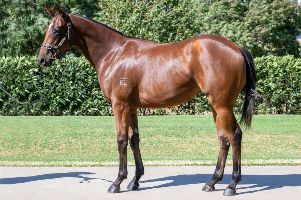 Lot 446: Exceedance / Moonrush