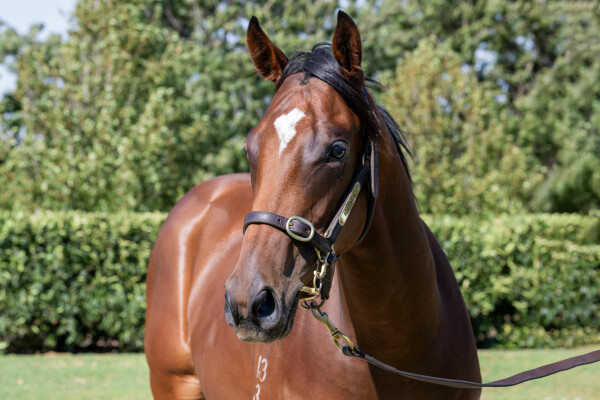 Lot 446: Exceedance / Moonrush