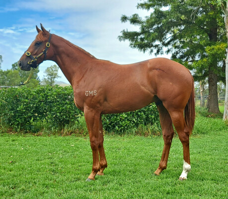 Lot 632: Yes Yes Yes / She's a Unicorn