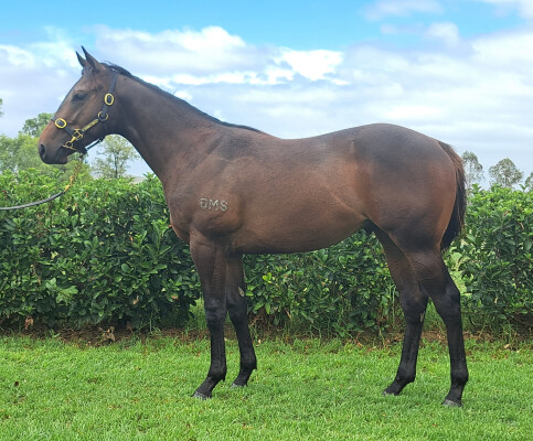 Lot 361: Palace Pier (GB) / Lady Sioux