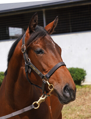 Lot 442: Hellbent / Mon Gypsy