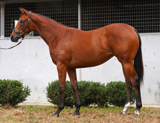 Lot 729: Hellbent / To Dubawi Go
