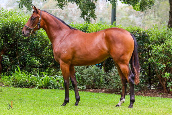 Lot 285: Tassort / Hello Sweetpea