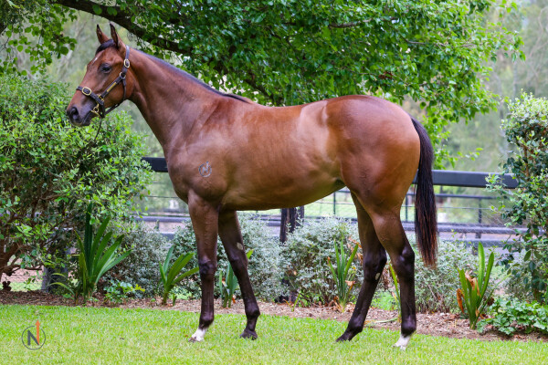 Lot 438: Wootton Bassett (GB) / Miss Teheran (IRE)