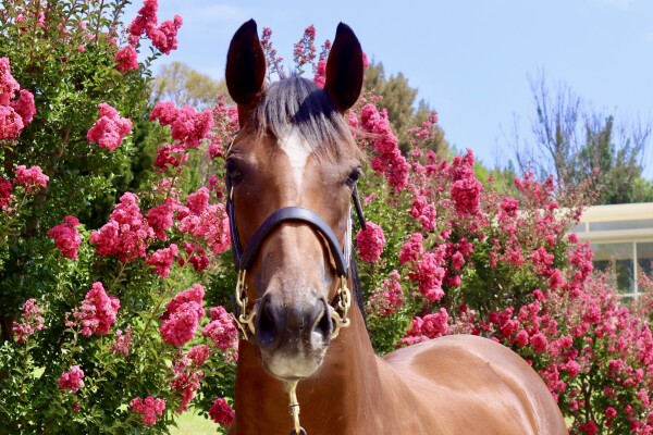 Lot 648: Hellbent / Skymelt