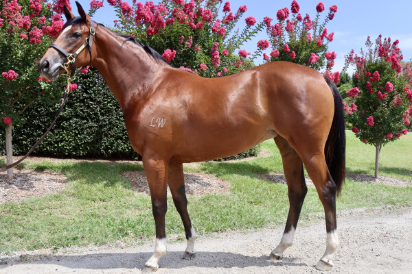 Lot 648: Hellbent / Skymelt