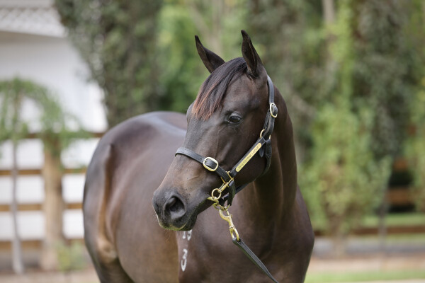 Lot 20: Wootton Bassett (GB) / Ammirata