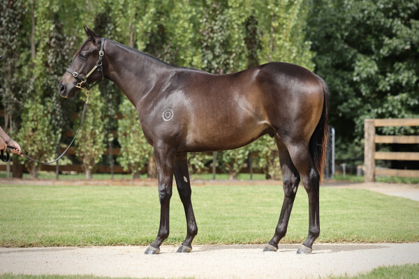 Lot 20: Wootton Bassett (GB) / Ammirata