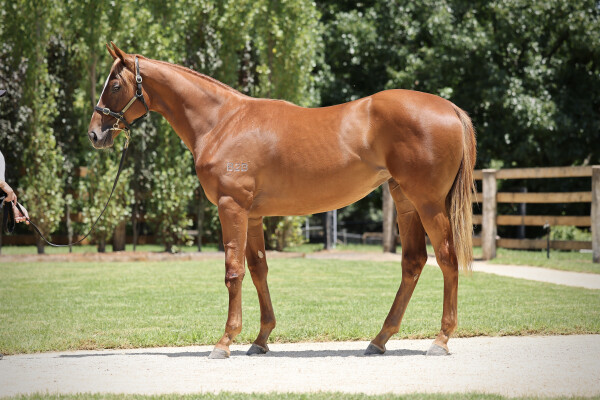 Lot 58: Snitzel / Beetobee (JPN)