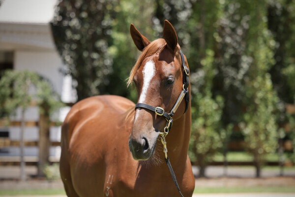 Lot 58: Snitzel / Beetobee (JPN)