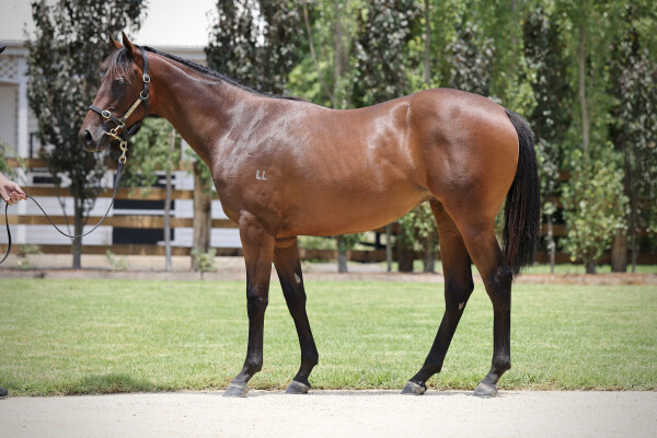 Lot 83: Exceedance / Buckin' Beauty