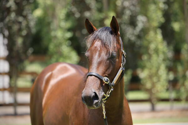 Lot 83: Exceedance / Buckin' Beauty