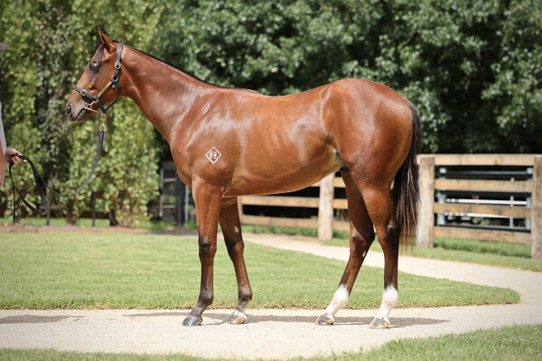 Lot 84: Farnan / Bulle de Champagne (IRE)