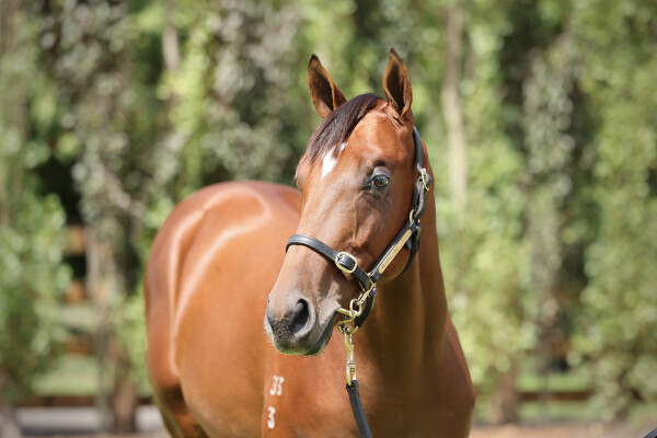 Lot 84: Farnan / Bulle de Champagne (IRE)