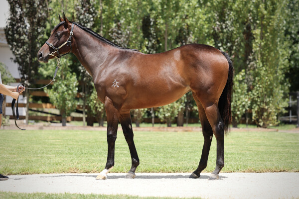Lot 90: So You Think (NZ) / Calgary Queen
