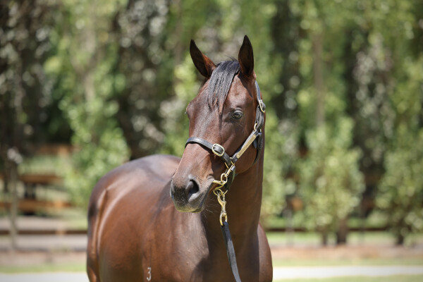 Lot 90: So You Think (NZ) / Calgary Queen