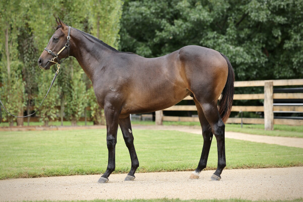 Lot 152: Zousain / Demanding Queen