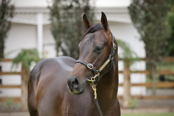 Lot 152: Zousain / Demanding Queen