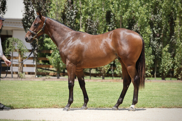 Lot 196: Zousain / Erin's Element