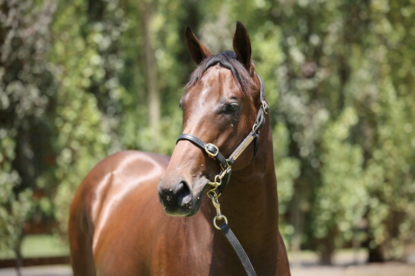 Lot 196: Zousain / Erin's Element