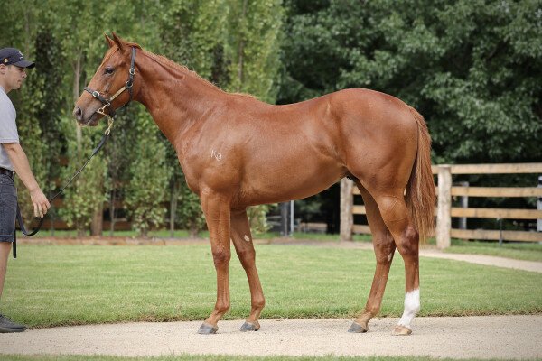 Lot 354: Capitalist / La Praline