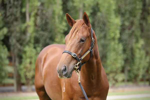 Lot 354: Capitalist / La Praline