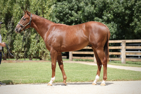 Lot 646: Bivouac / Siyaadeh