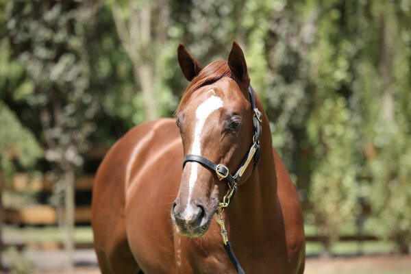 Lot 646: Bivouac / Siyaadeh