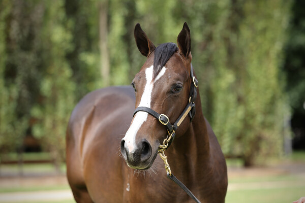 Lot 770: Pierata / Watachoice