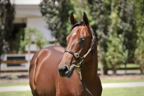 Lot 792: Extreme Warrior / Yangarra Rose