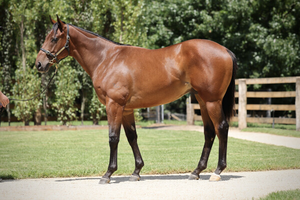 Lot 800: Farnan / Zero to Hundred