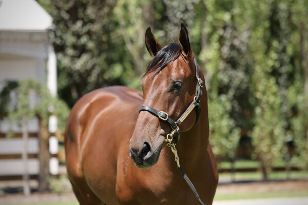 Lot 800: Farnan / Zero to Hundred