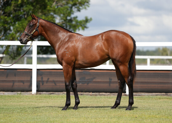 Lot 293: Lonhro / Hill of Grange