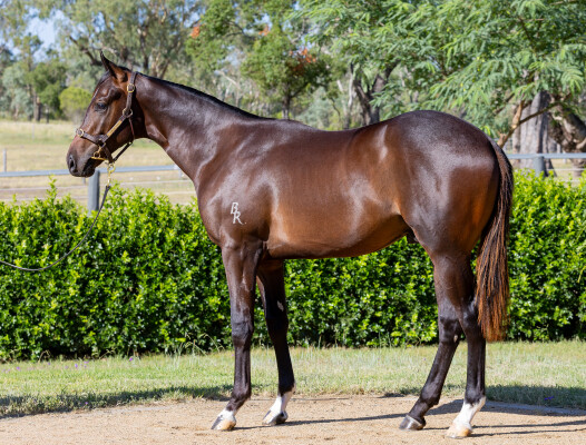 Lot 142: Toronado (IRE) / Darook Park