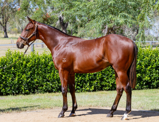Lot 340: Spirit of Boom / Je Suis Tycoon