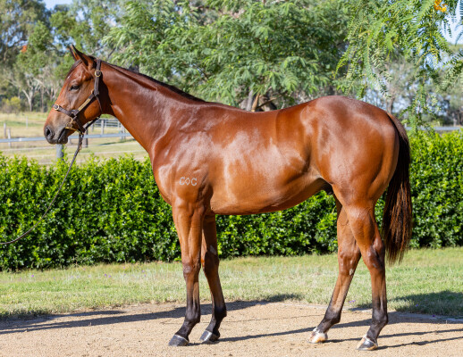 Lot 535: King's Legacy / Prada Miss