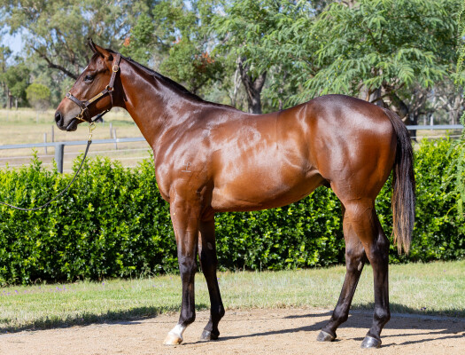 Lot 596: St Mark's Basilica (FR) / Royal Dress