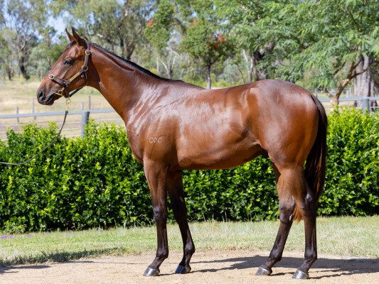 Lot 697: Too Darn Hot (GB) / Sultry Testa