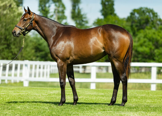 Lot 4: Capitalist / Above Perfection