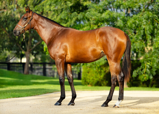 Lot 37: Brutal (NZ) / Artie Fartie