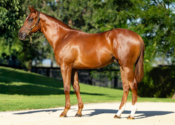 Lot 80: Capitalist / Bronte