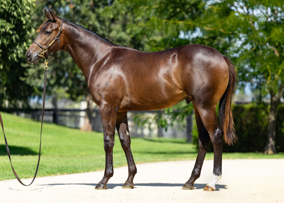Lot 87: Brutal (NZ) / Cabanga