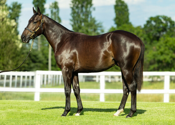 Lot 97: Brutal (NZ) / Caprice