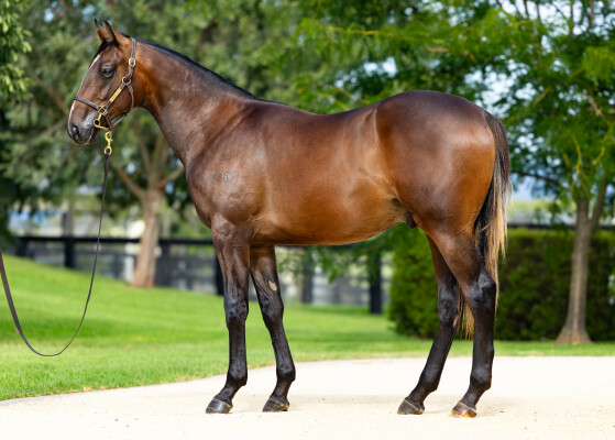 Lot 105: Snitzel / Celestial Insight (USA)