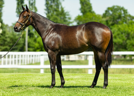 Lot 116: Capitalist / Chosen Heir