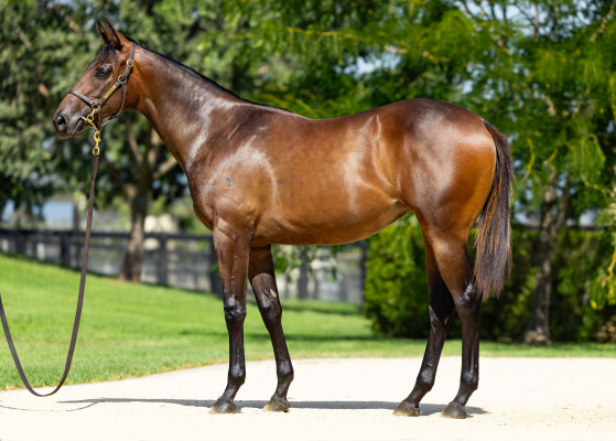 Lot 123: North Pacific / Combat Order