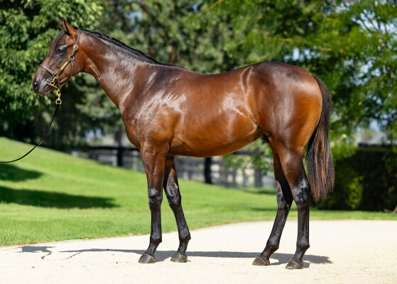 Lot 204: Cosmic Force / Exotic Escape