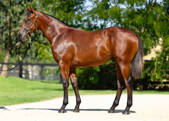 Lot 268: King's Legacy / Gypsy Flyer
